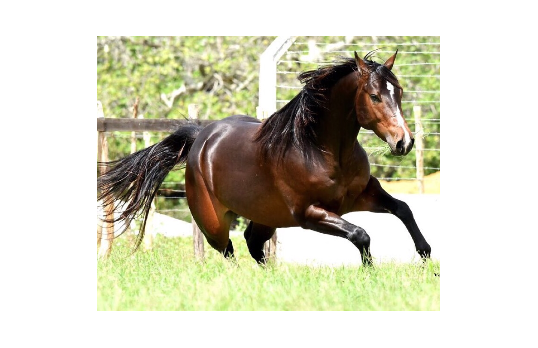 NEW LAD DIEGO HJG